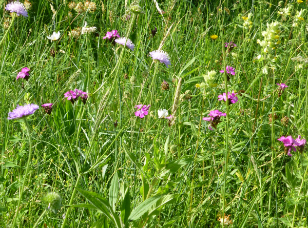 Karthäusernelke in Blumenwiese