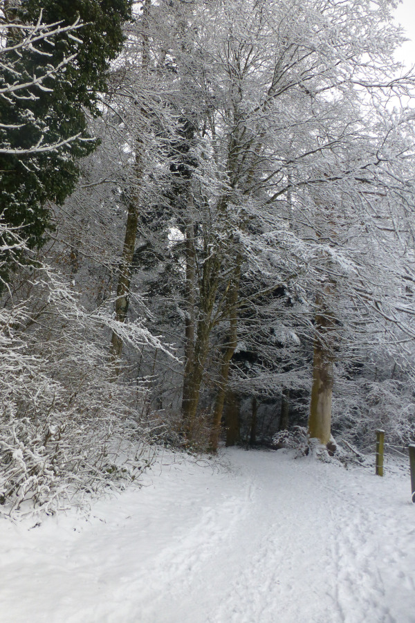 Hainbuche beim Waldeingang