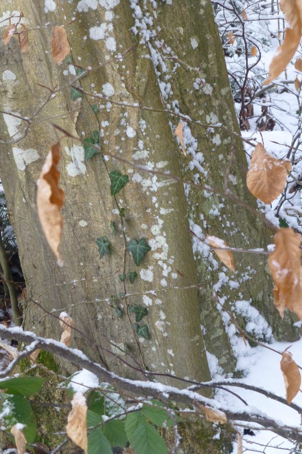 Spannrückiger Stamm mit Netzstruktur