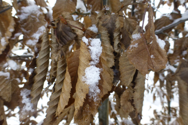 Hainbuchenhecke im Wintern