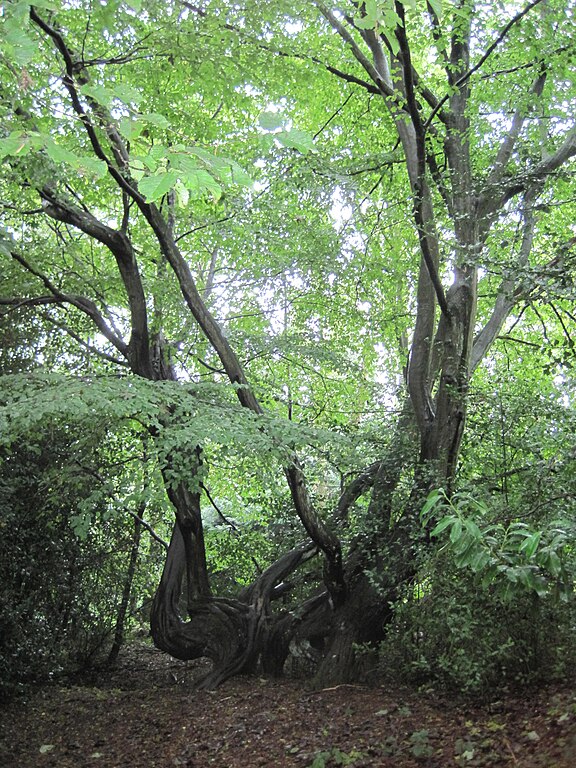 Hainbuche im Barnet Gate Wood, London