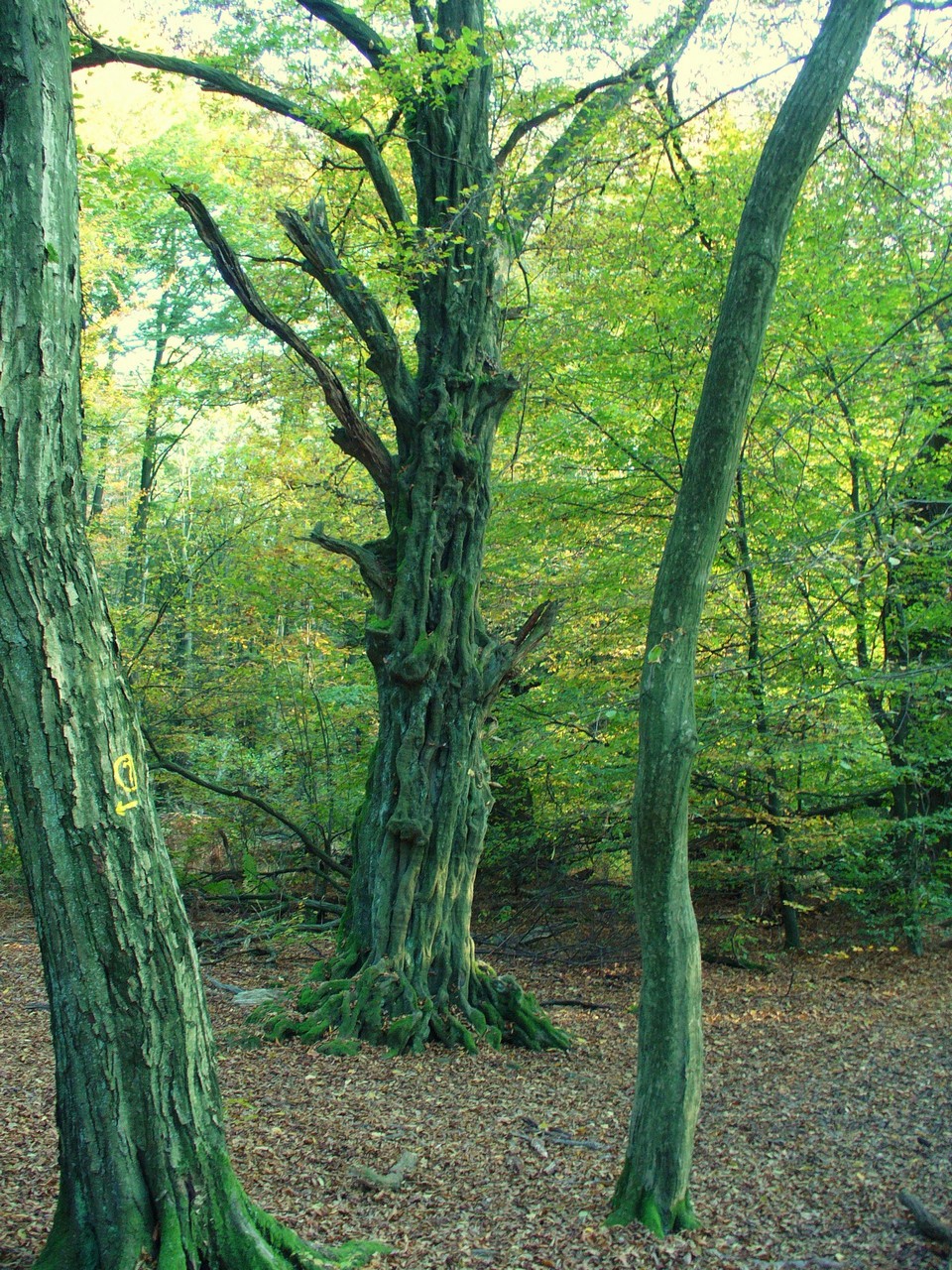 Old Hornbeam in 'Urwald Sababurg' forest reserve, Reinhardswald north of Kassel, Hessen, Germany