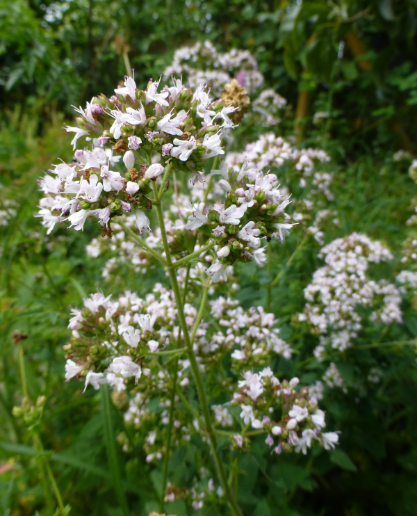 Oregano weiss