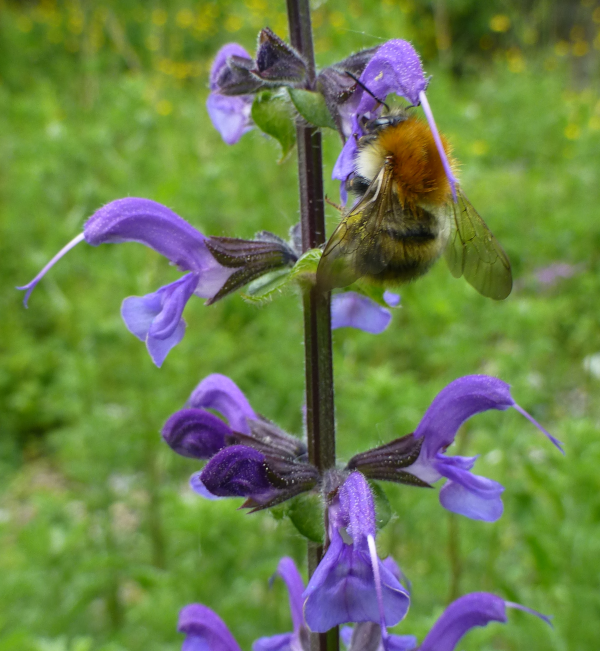 Blüte der Wiesensalbei
