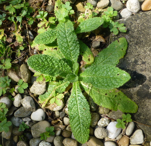 Battrosette der Wilden Karde im ersten Jahr
