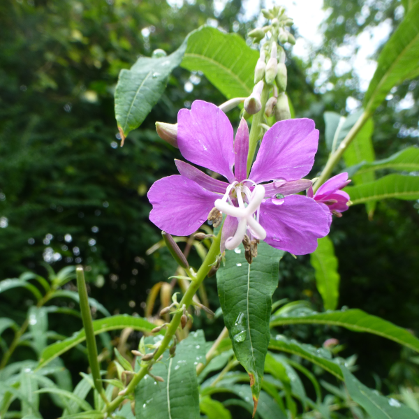 Blüte des Schmalblättriges Weidenröschen
