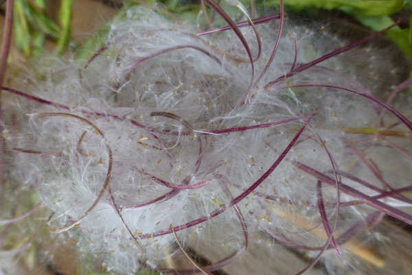 Schmalblättriges Weidenröschen Samen mit Wollanhängsel