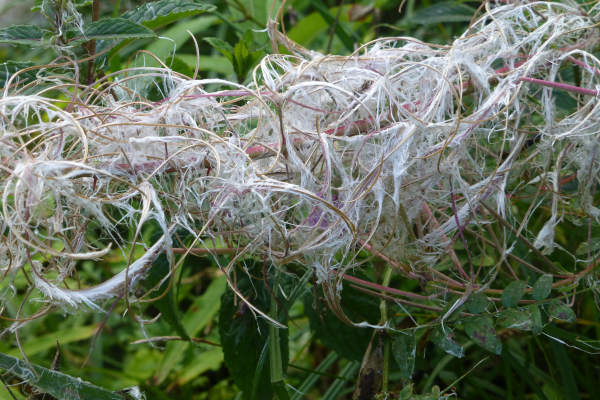 Schmalblättriges Weidenröschen Samen mit Wollanhängsel
